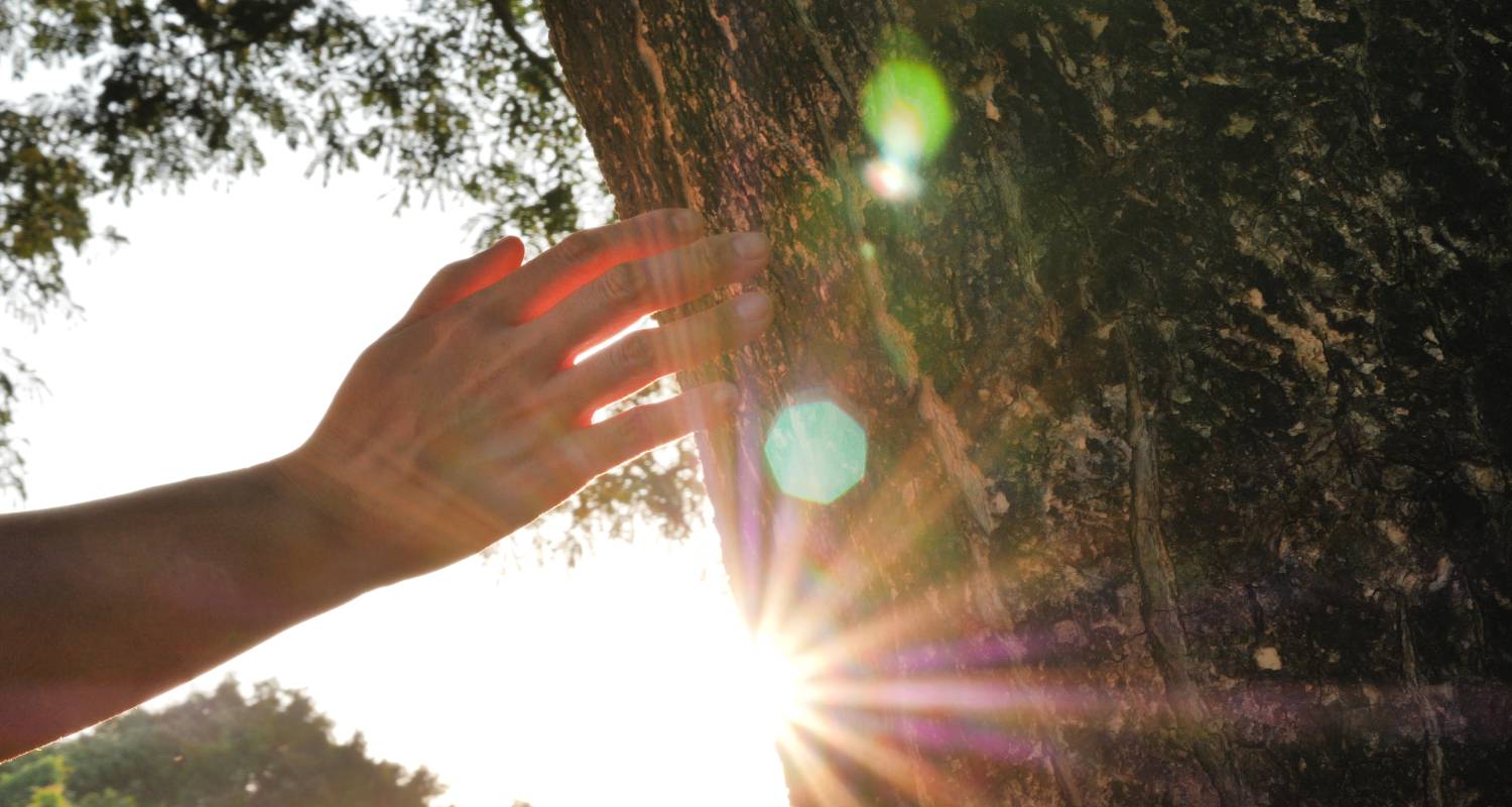 A hand touch a tree with the sun shining in the background